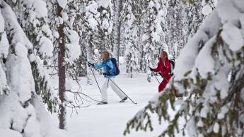 Forest Skiing Avontuur Levi