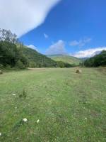 Das Leben der Wildschweine