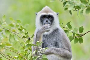 21-daagse rondreis Hart van Sri Lanka (Oost)