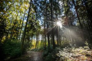 Huttopia Forêt Des Vosges