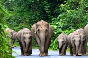19-daagse rondreis Hartverwarmend Thailand