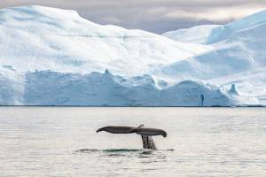 Hurtigruten expeditie Groenland | De IJsreuzen van Disko Bay