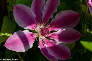 Lea House Bed and Breakfast