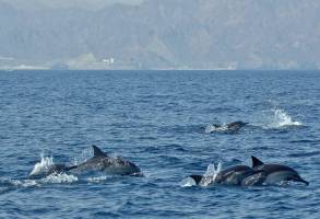Dolfijnen spotten bij Muscat
