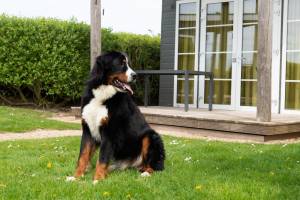 Comfort Lodge | 2 personen (27 m²) - Honden toegelaten - Met air