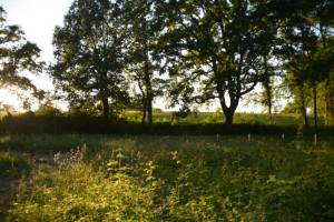 Ungestörtes Campen auf einer Wiese am Waldrand.