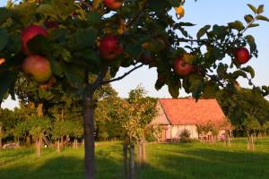 Aufwachen auf der Streuobstwiese