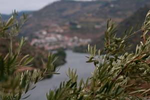 Ervaar Porto en de Douro vallei - 6-daagse fly-drive met 4-daags