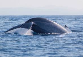 Walvis en Dolfijnen Cruise