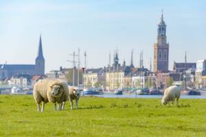Fietscruise Hanzesteden