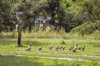 ArdenParks Comblain au Pont