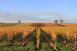 Stellplatz an den Weinbergen