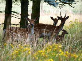 Stellplatz im Wildgehege am Rhein