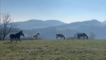 Campspace in Wisen, Basel-Landschaft