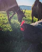 Campingplatz in Anseriz, Coimbra