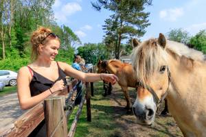 Camping De Reeënwissel