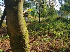 Natur, Pferde, Stille, Verbundenheit