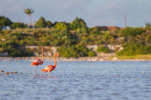 7 dg cruise Caribische Zee MSC Meraviglia