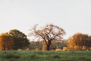Idyllisches Camping zwischen den Feldern - Flämische Region
