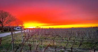 Zwischen den Weinbergen in CIVRAC-EN-MEDOC, Nouvelle-Aquitaine