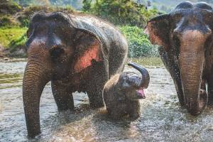 2-daagse trekking, olifanten & raften in Chiang Mai