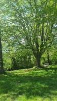 Naturcampingplatz, Entspannung in Salernes in der Provence