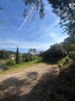 Im Kiefernwald am Meer in Ollioules, Provence-Alpes-Côte d'Azur