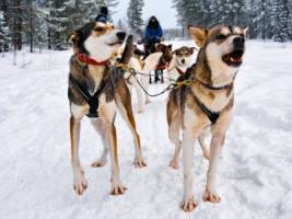 Single reis Finland: Lapland - 7 dagen; Winterparadijs in Laplan