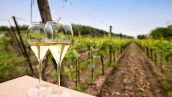 6-daagse Prosecco Tour door Veneto