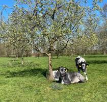 Camping im Obstgarten, zwischen schönen Feldern.