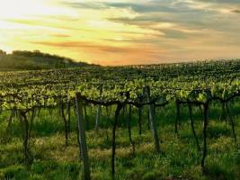 Campingplatz in Tavarnelle Val di Pesa (FI), Florenz