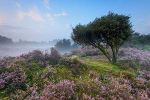 Hotel 46 | Erkunden Sie die wunderschönen Kiefernwälder und Heid