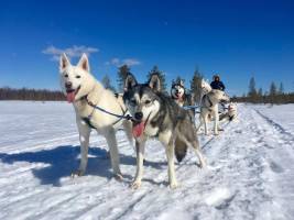 6-, 8-daagse wintervakantie Fins Lapland - Posio