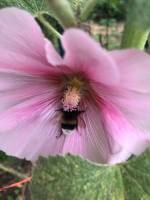 Vogelparadies in Vatteville-la-Rue, Normandie