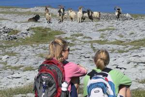 The Burren & Aran Islands Wandeltrektocht vanaf Groningen