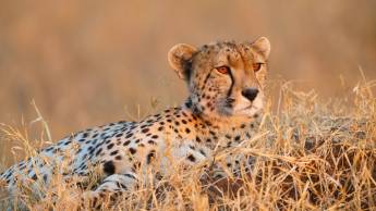 A Wildlife Adventure in Tanzania and Zanzibar