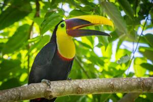 18-daagse privérondreis Essentieel Costa Rica met huurauto