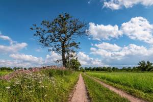 5-daagse fietsrondreis Belgische Kempen