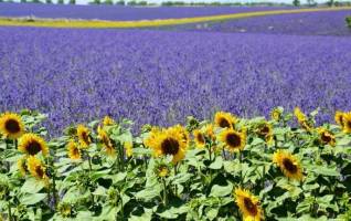 Fietsvakantie Zuid Frankrijk Provence