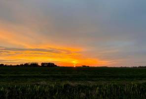 Mini-Campingplatz in Tuin Engelwortel