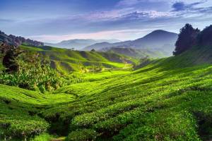 18-daagse rondreis MaleisiÃ« & Borneo