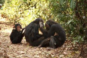 Steun de chimpansees