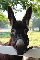 Camping Le Ruisseau Des Pyrénées