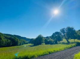 Natur pur mitten im Wald