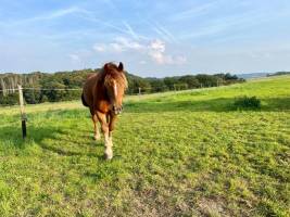Campspace in Münstermaifeld, Rheinland-Pfalz