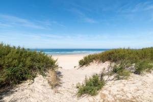 Résidence Bleu Canopée 4p8p