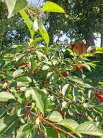 Bahnhof Lurey Conflans: ungewöhnliche Unterkunft in der Champagn