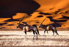 Grand tour woestijnen en wildlife Namibië
