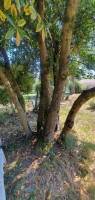 Campingplatz in Bourg Sur Gironde, Nouvelle-Aquitaine