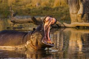 7-daagse luxe Botswana safari Chobe National Park en Okavango De